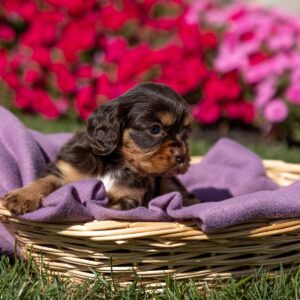 brown cavalier king charles spaniel puppy