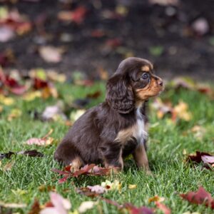 brown cavalier king charles spaniels