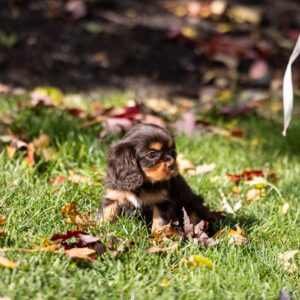 brown cavalier spaniel