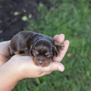 brown cavalier spaniel