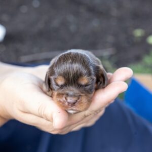 brown cavalier spaniel for sale