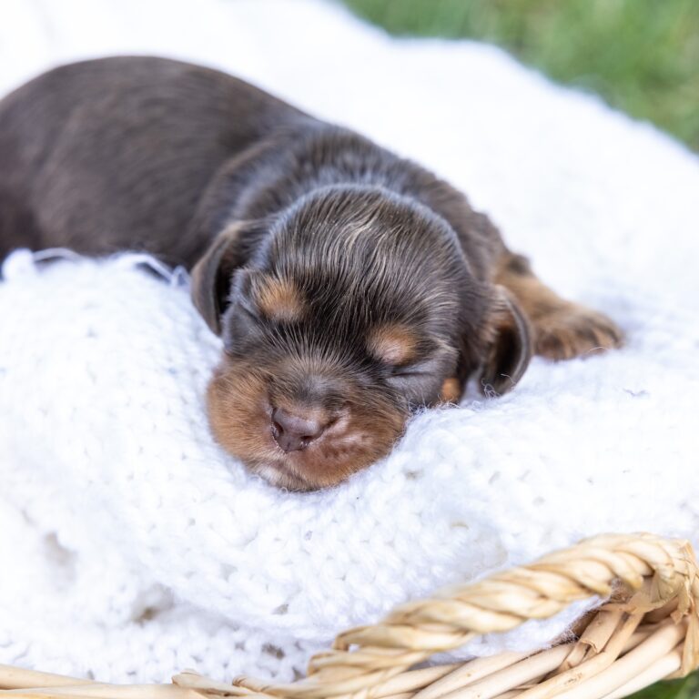 brown cavalier spaniel for sale near me pa
