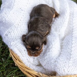 brown cavalier spaniel for sale pa