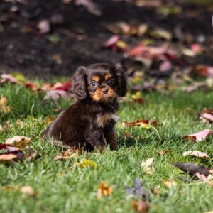 brown cavalier spaniel near me