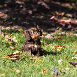 brown cavalier spaniel puppies