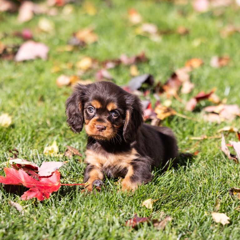 brown cavalier spaniel puppy