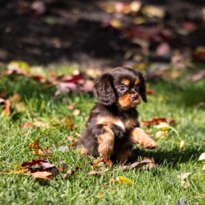 brown cavalier spaniel puppy