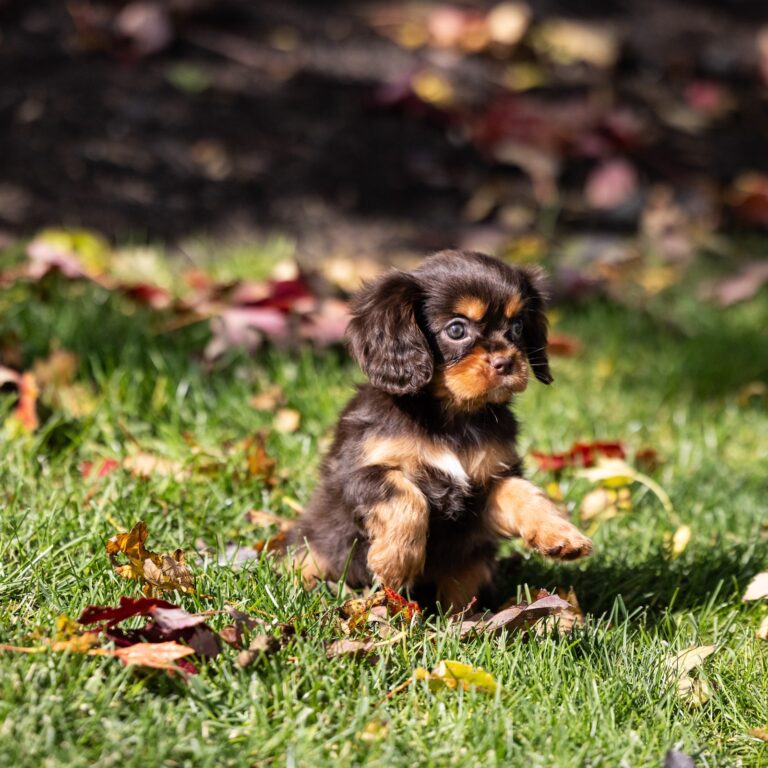 brown cavalier spaniel puppy