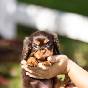brown cavalier spaniels
