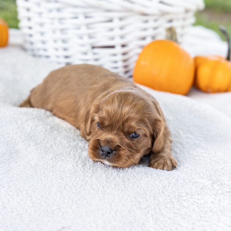 cavalier king puppy for sale near me