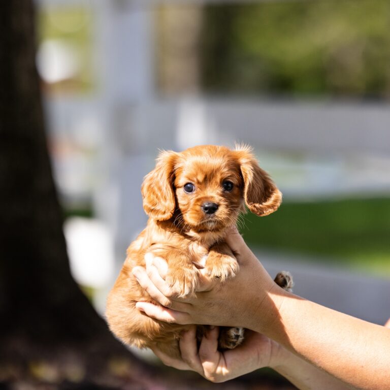 cavalier king puppy pa