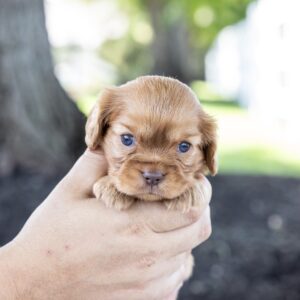 cavalier king ruby