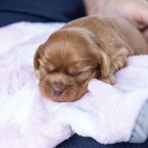 cavalier king ruby