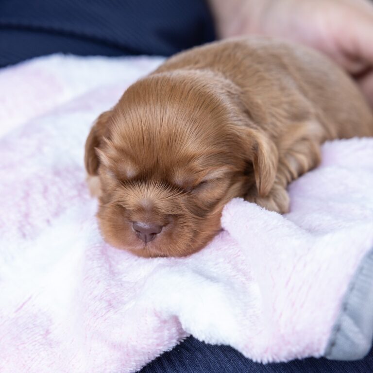 cavalier king ruby