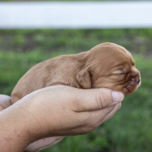 cavalier king ruby for sale