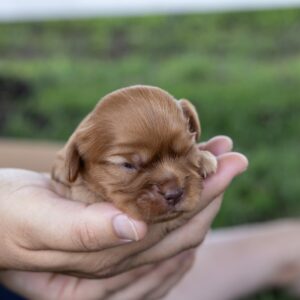 cavalier king ruby for sale near me