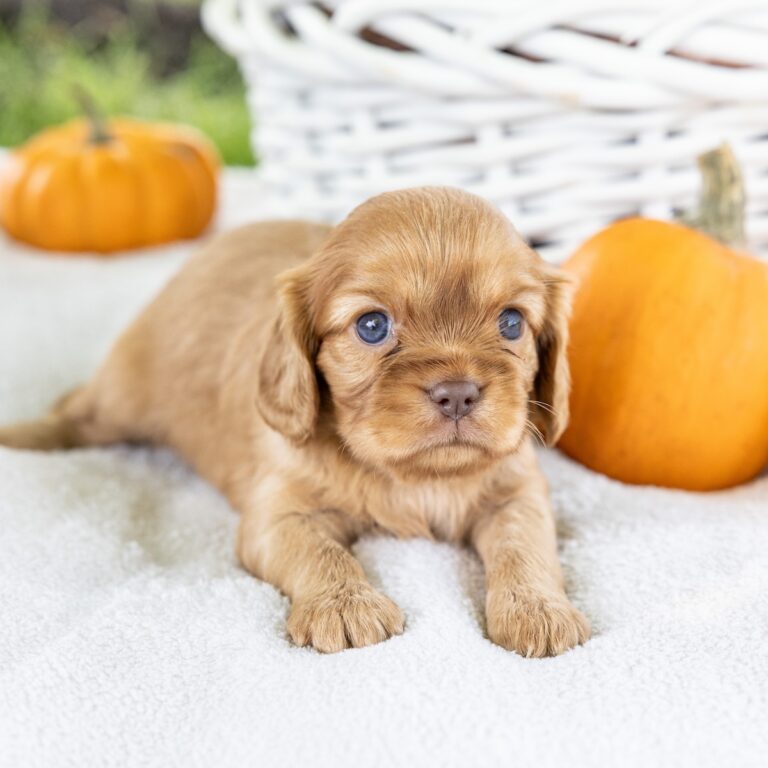 cavalier king ruby for sale pa