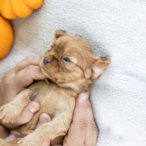 cavalier king ruby puppies