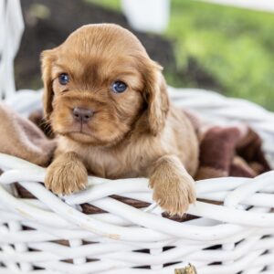 cavalier king ruby puppies for sale near me