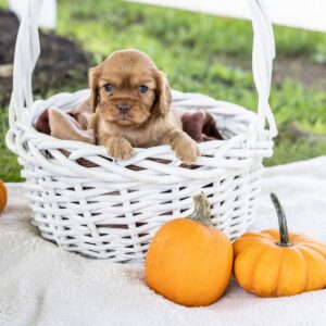 cavalier king ruby puppy