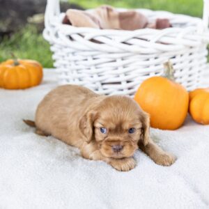 cavalier king ruby puppy for sale