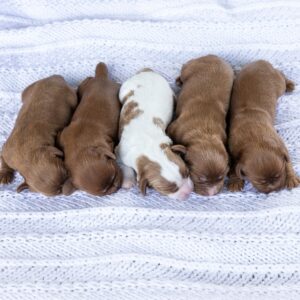 cavalier spaniel puppies