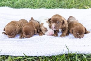 cavalier spaniel puppies for sale