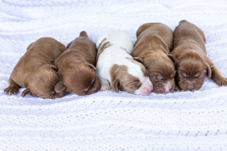 cavalier spaniel puppies for sale pa