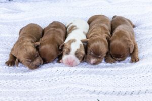 cavalier spaniel puppies near me
