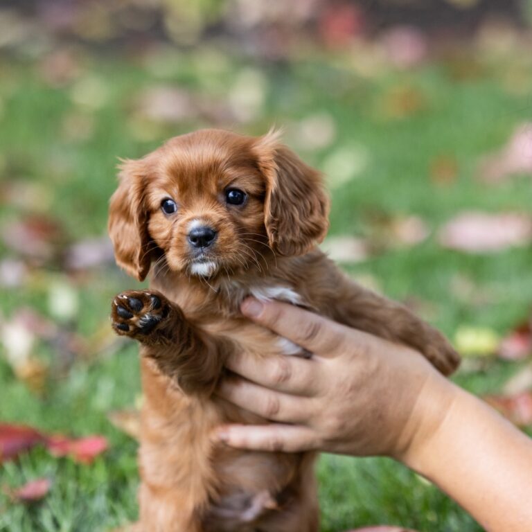 cavalier spaniel puppy
