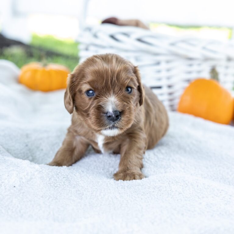 cavalier spaniel puppy