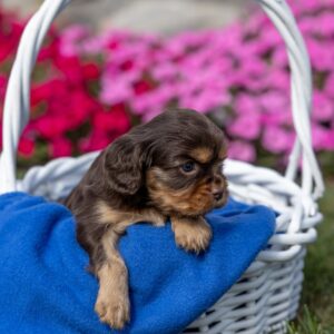 chocolate cavalier