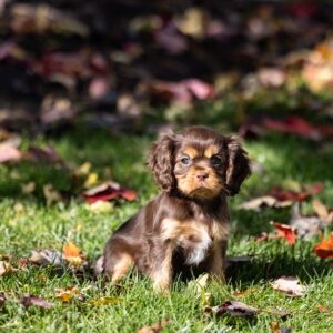 chocolate cavalier