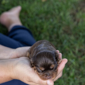 chocolate cavalier
