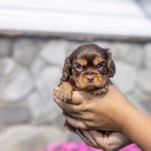 chocolate cavalier for sale