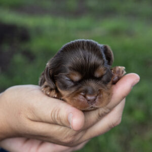chocolate cavalier for sale