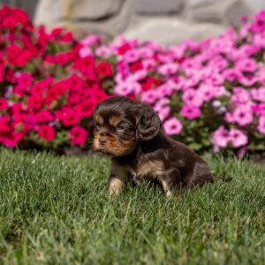 chocolate cavalier for sale near me