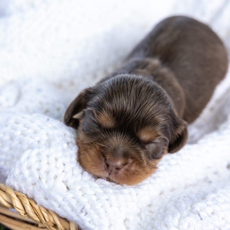 chocolate cavalier for sale near me ny