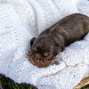 chocolate cavalier for sale pa