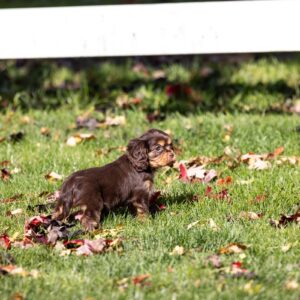 chocolate cavalier near me