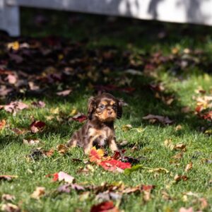 chocolate cavalier puppies