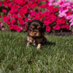 chocolate cavalier puppies for sale pa