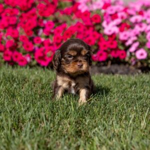 chocolate cavalier puppies near ny