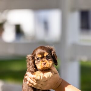 chocolate cavalier puppy