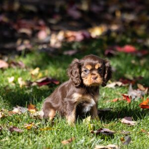 chocolate cavaliers