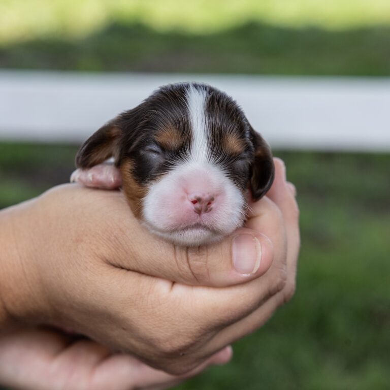 chocolate tri color cavalier for sale near me