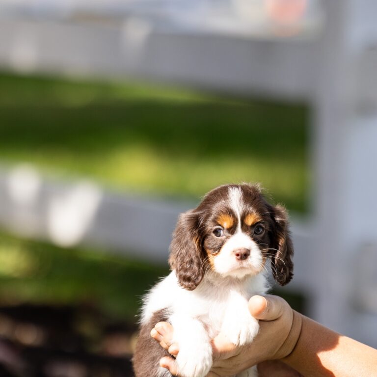 chocolate tri color cavalier puppies