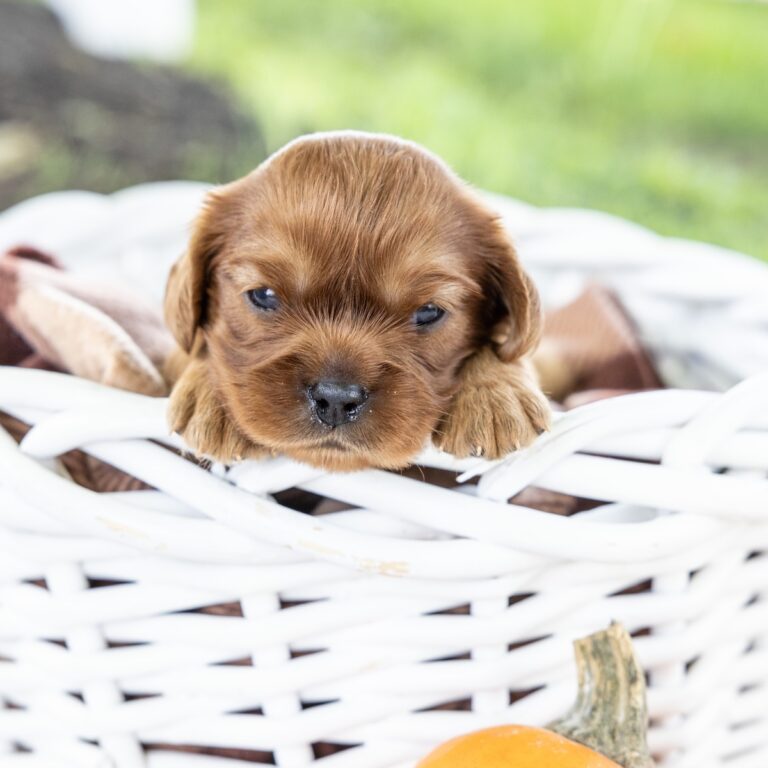 king cavalier puppies for sale
