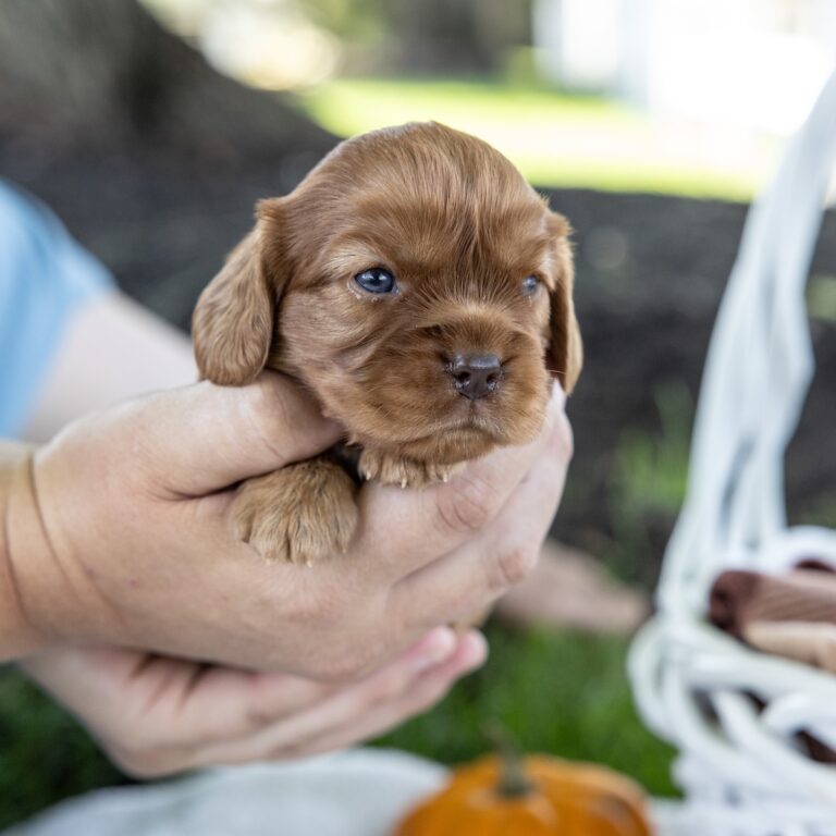 king cavalier puppies near me for sale