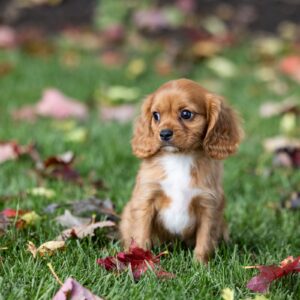 king cavalier ruby